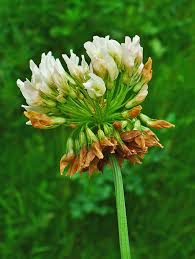Attēlu rezultāti vaicājumam “Trifolium repens fruit”
