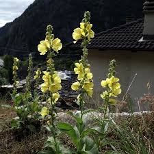 Image result for Verbascum phlomoides