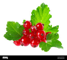 Attēlu rezultāti vaicājumam “Ribes rubrum leaf”