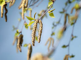 Attēlu rezultāti vaicājumam “Betula nana female flower”