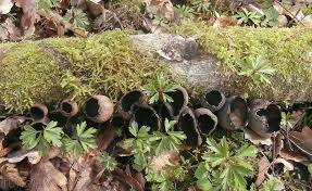 Attēlu rezultāti vaicājumam “Urnula craterium”