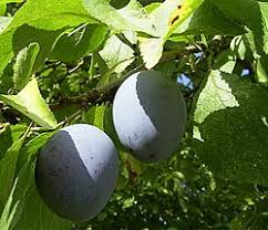 Attēlu rezultāti vaicājumam “Prunus domestica subsp. domestica”