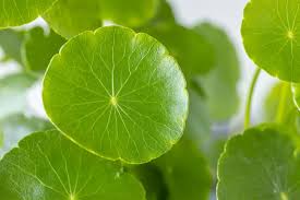 Attēlu rezultāti vaicājumam “Hydrocotyle vulgaris”