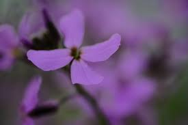 Image result for Hesperis matronalis