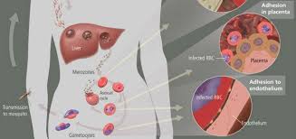 Attēlu rezultāti vaicājumam “Enteridium olivaceum plasmodium”
