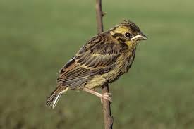 Attēlu rezultāti vaicājumam “Emberiza citrinella”