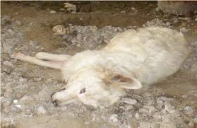 Attēlu rezultāti vaicājumam “Canis lupus familiaris”