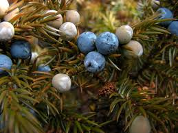 Attēlu rezultāti vaicājumam “Juniperus communis male flower”