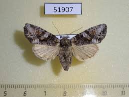 Attēlu rezultāti vaicājumam “Lacanobia contigua”