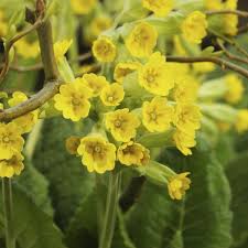 Attēlu rezultāti vaicājumam “Primula veris”