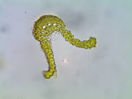 Attēlu rezultāti vaicājumam “Cladopodiella francisci”