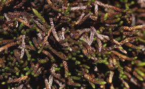 Attēlu rezultāti vaicājumam “Pseudoleskeella nervosa”