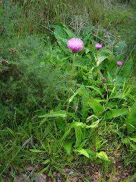 Attēlu rezultāti vaicājumam “Cirsium heterophyllum flower”