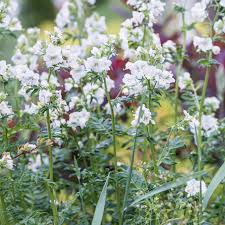 Image result for Polemonium coeruleum album