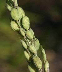 Attēlu rezultāti vaicājumam “Berteroa incana fruit”