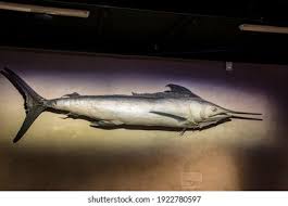 Image result for Istiompax indica