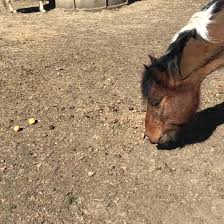 Image result for Lower Farm Stables