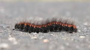 Attēlu rezultāti vaicājumam “Macrothylacia rubi larva”