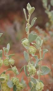 Attēlu rezultāti vaicājumam “Atriplex littoralis fruit”