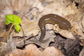 Attēlu rezultāti vaicājumam “Haemopis sanguisuga”