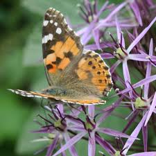 Attēlu rezultāti vaicājumam “Vanessa cardui”