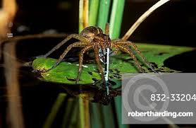 Attēlu rezultāti vaicājumam “Dolomedes fimbriatus”