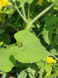 Attēlu rezultāti vaicājumam “Thladiantha dubia leaf”