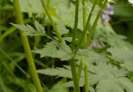 Attēlu rezultāti vaicājumam “Chaerophyllum aromaticum fruit”