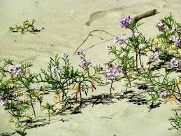Attēlu rezultāti vaicājumam “Cakile maritima subsp. baltica flower”