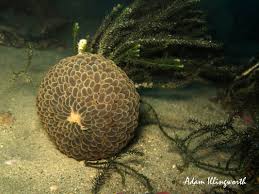 Image result for Anemonenarten