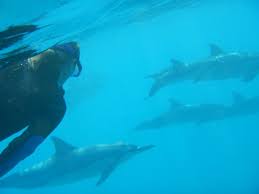 Image result for Durley Dolphin Diver