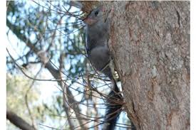 Image result for Furgaleus macki