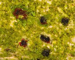 Attēlu rezultāti vaicājumam “Nectria episphaeria”