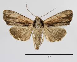 Attēlu rezultāti vaicājumam “Apamea ophiogramma”