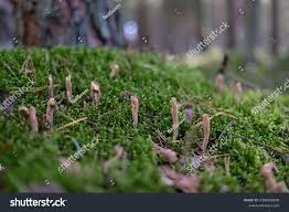 Attēlu rezultāti vaicājumam “Clavariadelphus ligula”