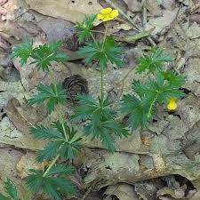 Attēlu rezultāti vaicājumam “Potentilla erecta”