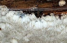 Attēlu rezultāti vaicājumam “Postia sericeomollis”