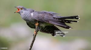 Attēlu rezultāti vaicājumam “Cuculus canorus”