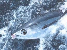 Image result for Thunnus alalunga