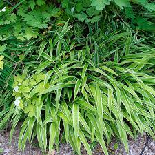 Attēlu rezultāti vaicājumam “Carex loliacea leaf”