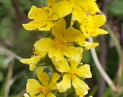 Image result for Agrimonia eupatoria