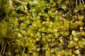 Attēlu rezultāti vaicājumam “Bryum moravicum”