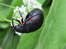 Attēlu rezultāti vaicājumam “Galeruca tanaceti”