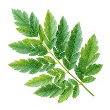 Attēlu rezultāti vaicājumam “Sorbus aucuparia leaf”