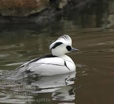 Attēlu rezultāti vaicājumam “Mergus albellus”