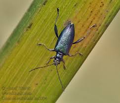 Attēlu rezultāti vaicājumam “Donacia”