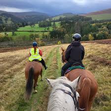 Image result for Scottish Equi Complex