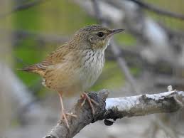 Image result for Locustella lanceolata