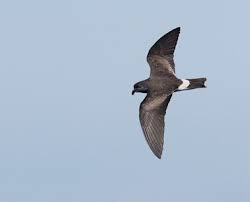 Image result for Oceanodroma castro