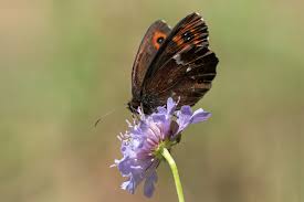 Attēlu rezultāti vaicājumam “Erebia ligea”